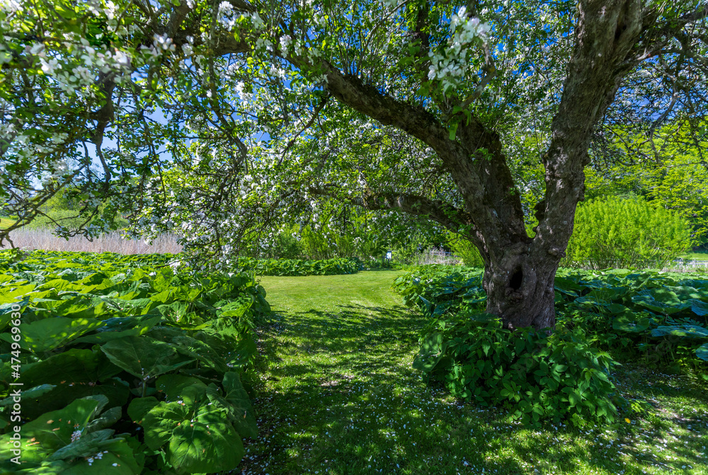 A green garden with a blooming apple tree in a summer day A green garden with a blooming apple tree in a summer day