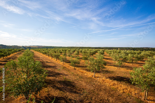 Olive tree field with blue sky and white clouds