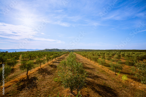 Olive tree field with blue sky and white clouds