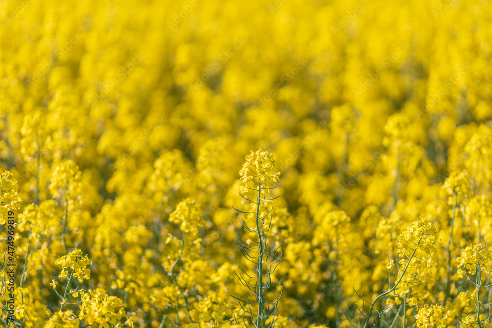 A rapeseed field in Sweden during late spring A rapeseed field in Sweden during late spring