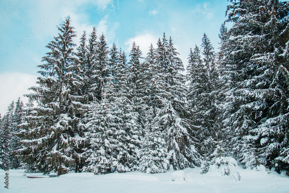 Winter forest covered by snow in cold months in Slovakia. Winter forest covered by snow in cold months in Slovakia.