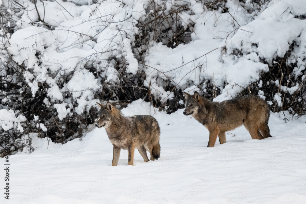 Grey Wolf (Canis lupus) in the winter scenery. Bieszczady Mountains, The Carpathians, Poland. Grey Wolf (Canis lupus) in the winter scenery. Bieszczady Mountains, The Carpathians, Poland.
