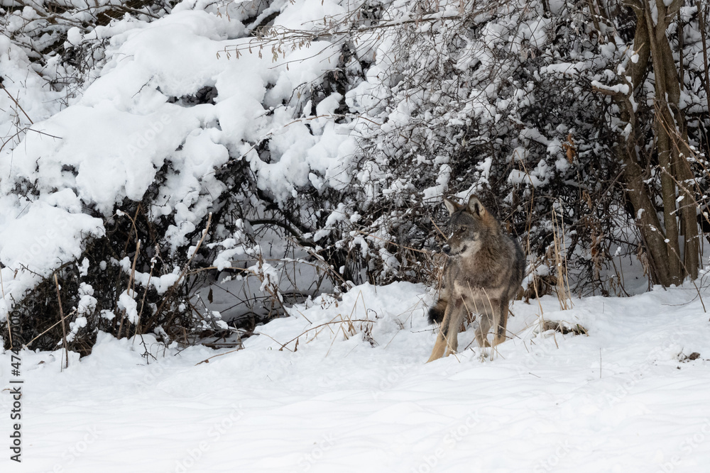 Obraz premium Grey Wolf (Canis lupus) in the winter scenery. Bieszczady Mountains, The Carpathians, Poland.
