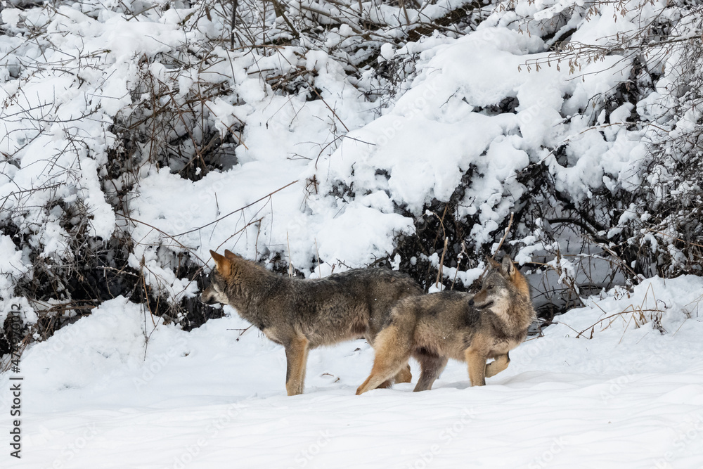 Obraz premium Grey Wolf (Canis lupus) in the winter scenery. Bieszczady Mountains, The Carpathians, Poland.