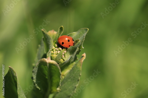 A ladybug stands on green flowers.  © Bahadir