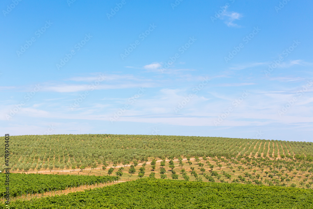 Olive tree field with blue sky and vinefield in front