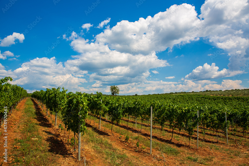 vineyard vith blue sky and white clouds
