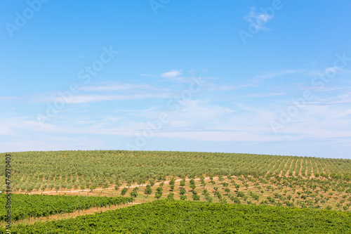 Olive tree field with blue sky and vinefield in front