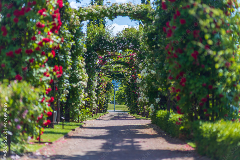 Roses in an arch in the garden Rosarium, Jönköping, Sweden