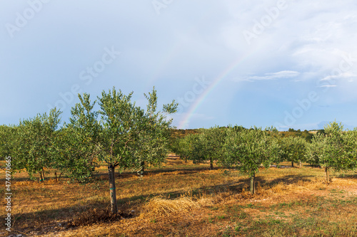 Olive tree field with blue sky, white clouds, rainbow, after rain