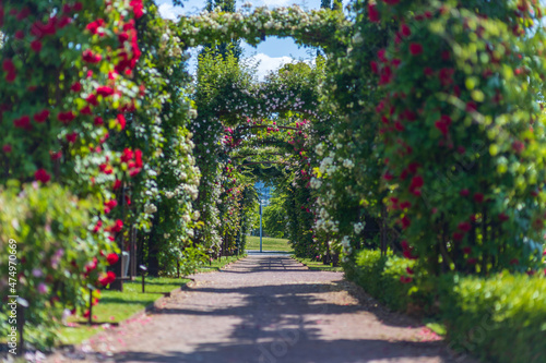 Fototapeta Naklejka Na Ścianę i Meble -  Roses in an arch in the garden Rosarium, Jönköping, Sweden