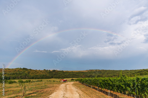 vineyard vith blue sky and white clouds and rainbow, after rain