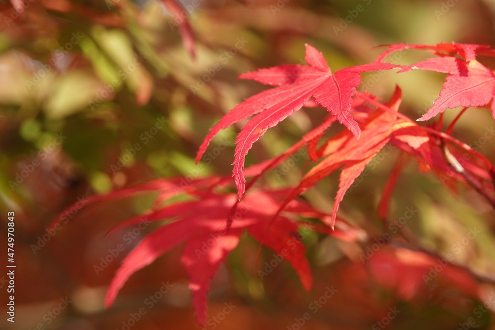 紅葉その3 紅葉その3