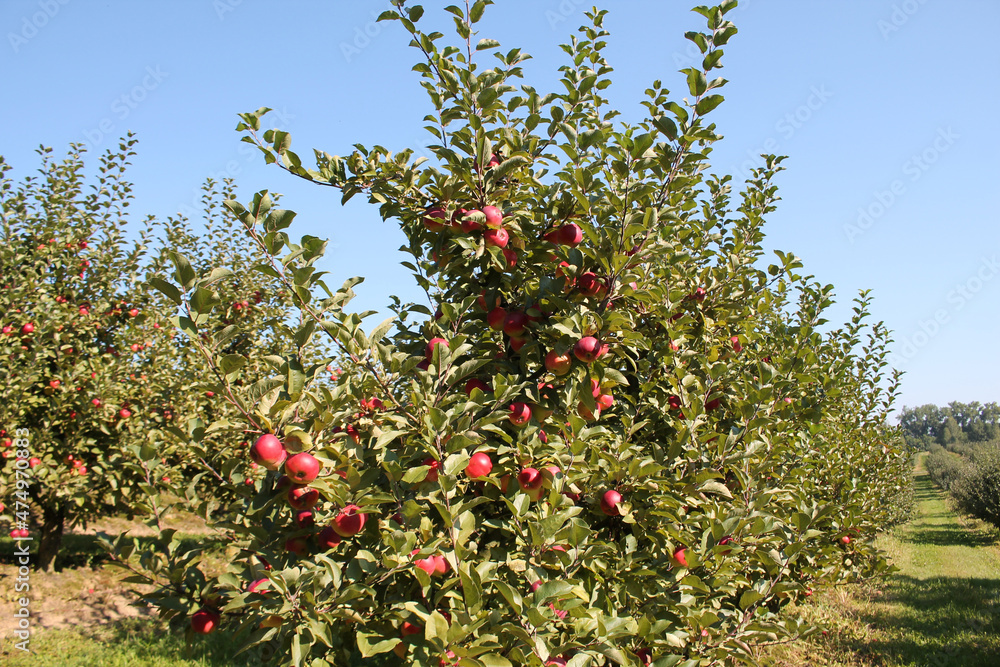 Fruiting apple trees with green crowns and red ripe apples in fruit nursery
