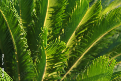 Green branches of a Palm tree. Incredibly beautiful green natural background. Beauty in nature. Close-up of a Palm tree. Beautiful palm tree in Turkey. Leaves shimmering in different shades in the sun