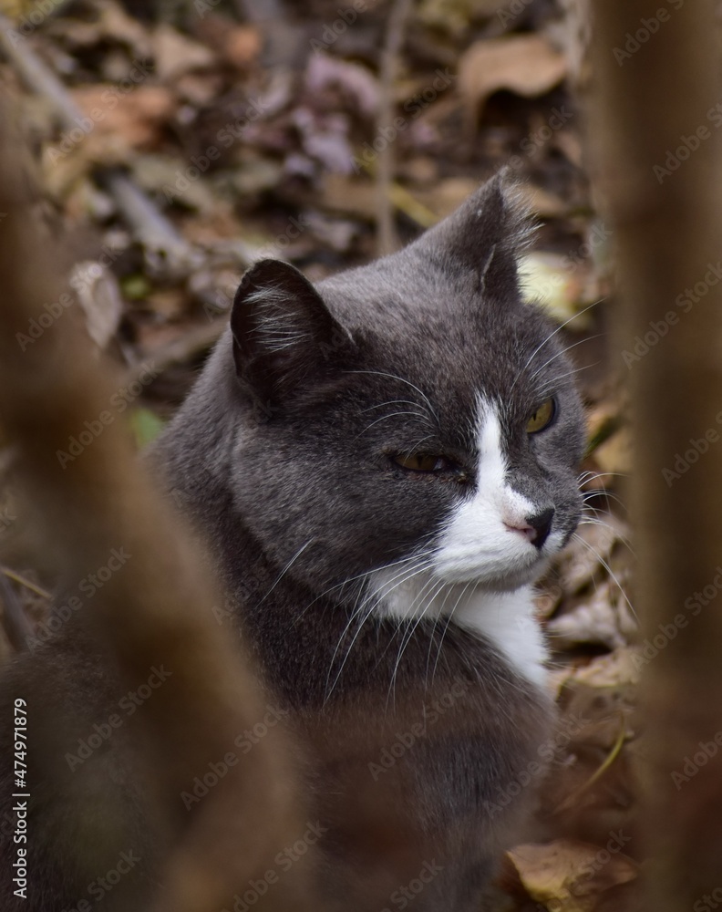 Fototapeta premium Feral cat