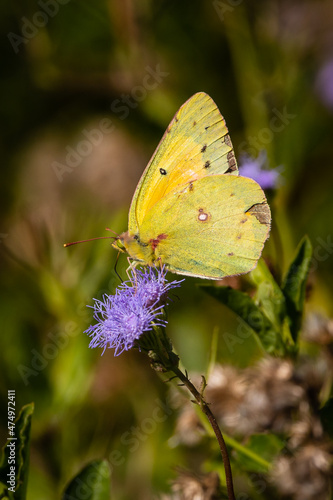 butterfly on flower © Bob