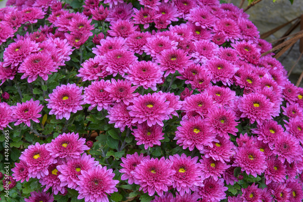 Pink chrysanthemum flowers in bloom Pink chrysanthemum flowers in bloom