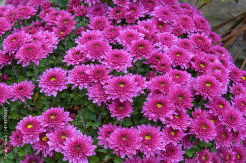 Pink chrysanthemum flowers in bloom