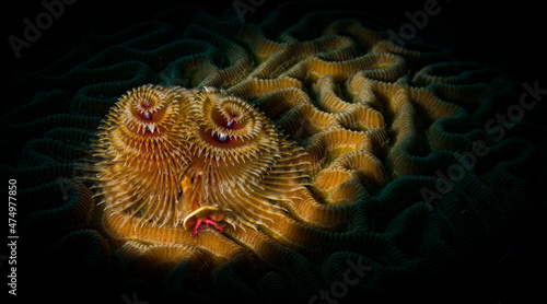 Christmas tree worm (Spirobranchus giganteus Feather Duster Worms Serpullidae) on the reef off the Dutch Caribbean island of Sint Maarten photo