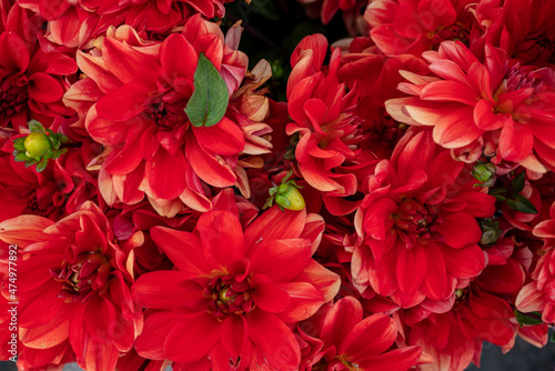 Beautiful fresh and colorful dahlias are bunched up and displayed for sale at a Farmers Market in Oregon.
