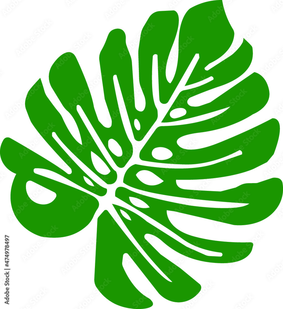 monstera monstera
