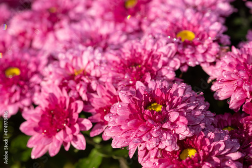 Pink chrysanthemum flowers