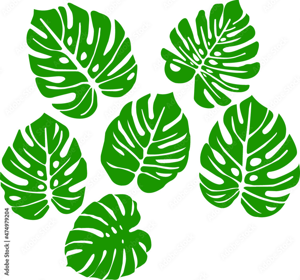 6 eps monstera 6 eps monstera