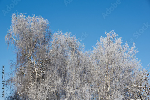 Winter magic. After the thaw, frost struck and the trees were covered with frost.