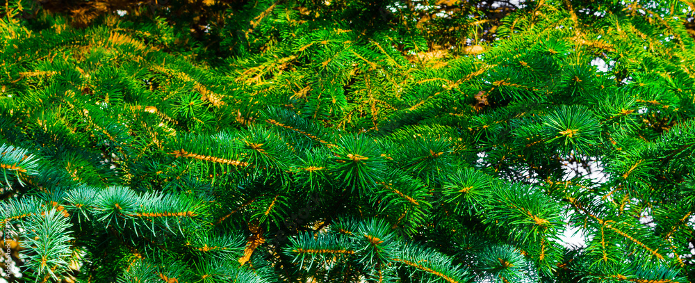 green spruce branches conifer close up pattern background