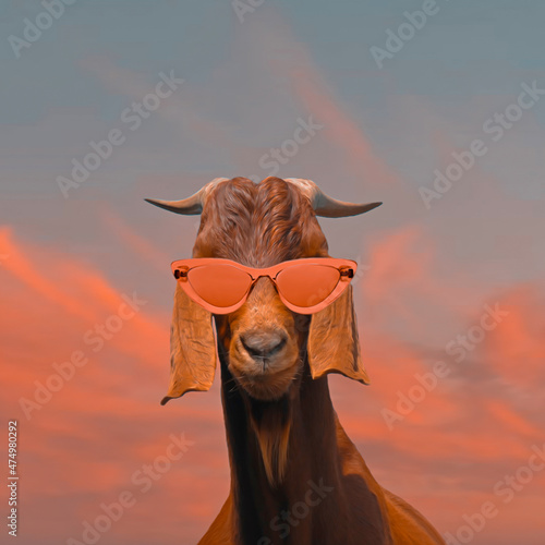 Tela Damascus shami goat with glasses.