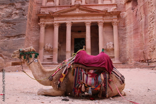 Camel sitting in front of the Treasury