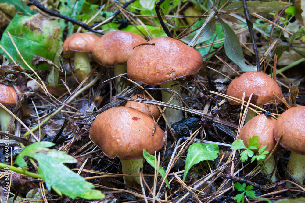 Suillus luteus fungus, commonly referred to as slippery jack or sticky bun in speaking countries Suillus luteus fungus, commonly referred to as slippery jack or sticky bun in speaking countries