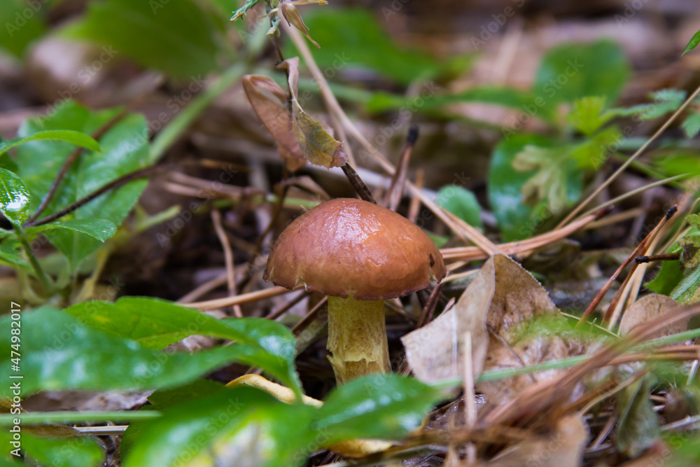 Suillus luteus fungus, commonly referred to as slippery jack or sticky bun in speaking countries Suillus luteus fungus, commonly referred to as slippery jack or sticky bun in speaking countries