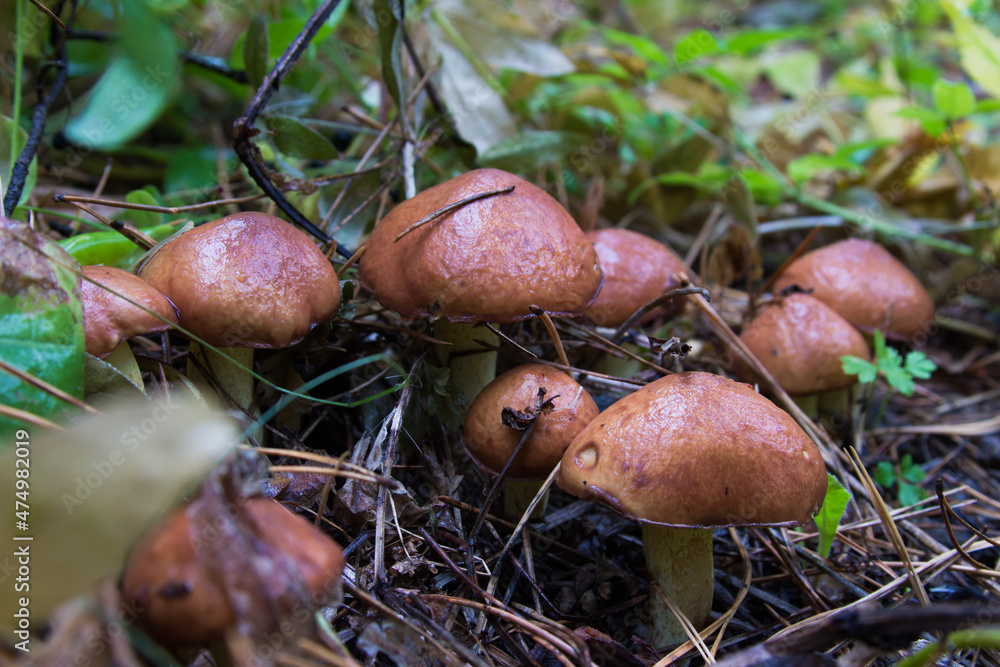 Suillus luteus fungus, commonly referred to as slippery jack or sticky bun in speaking countries Suillus luteus fungus, commonly referred to as slippery jack or sticky bun in speaking countries