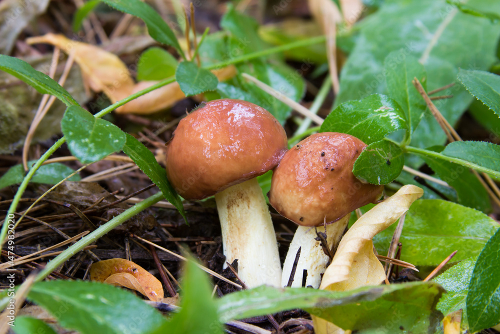 Suillus luteus fungus, commonly referred to as slippery jack or sticky bun in speaking countries Suillus luteus fungus, commonly referred to as slippery jack or sticky bun in speaking countries