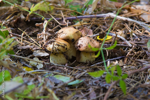 Slippery Jack or sticky bun mushrooms - Suillus luteus