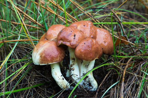 Suillus luteus in the autumn dry coniferous wood. Slippery Jack or sticky bun mushrooms