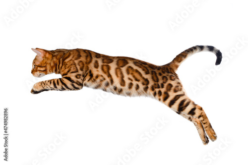Schilderij op canvas Flying bengal cat