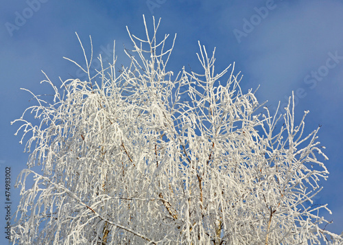 Fototapeta Naklejka Na Ścianę i Meble -  zima, szron na brzozie, oszroniona i zaśniezona brzoza zimą, frost on a birch, winter
