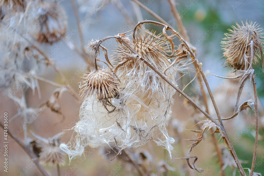 Dried flowers in late autumn with withered stems