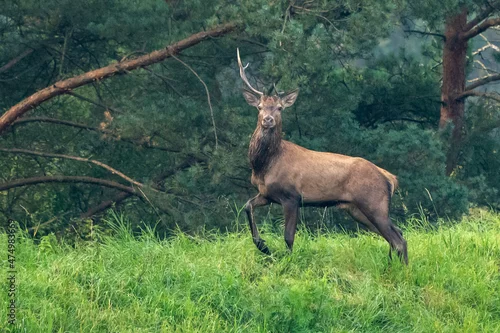Fototapeta Ujęcie jelenia na brzegu lasu
