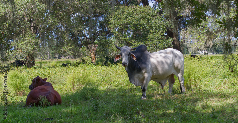 Fototapeta premium Large male free range Zebu cattle - Bos taurus indicus - used as draught and riding animals, dairy cattle, as well as for byproducts such as hides, dung for fuel and manure, and horn for knife handle