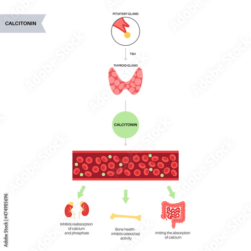 calcitonin thyroid hormone