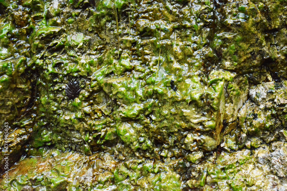 Green Wall Slime Texture