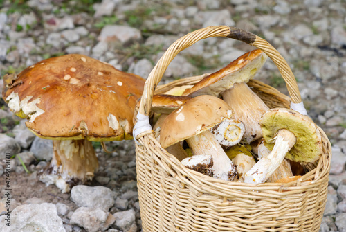 Fresh mushrooms in a basket. Time to collect mushrooms in the forest. cloe up