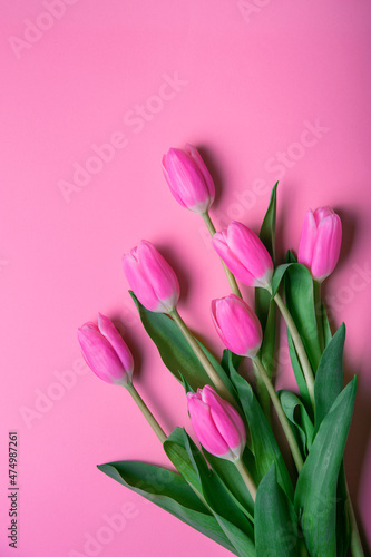 Pink and white tulips on pink background and copy space.
