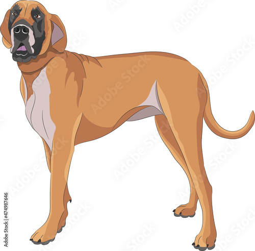 Dog breed Great Dane isolated on white background.