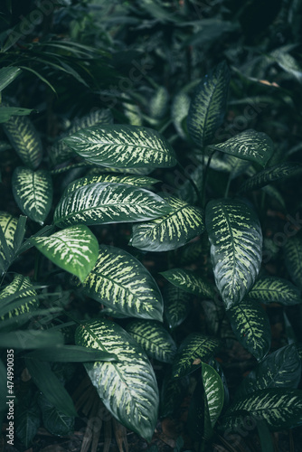 green plant with nature lea...