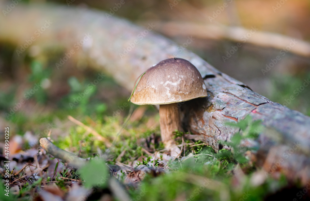 boletus mushroom in the forest boletus mushroom in the forest